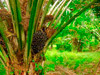 масло растительное пальмовое