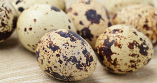 Польза перепелиных яиц для здоровья
